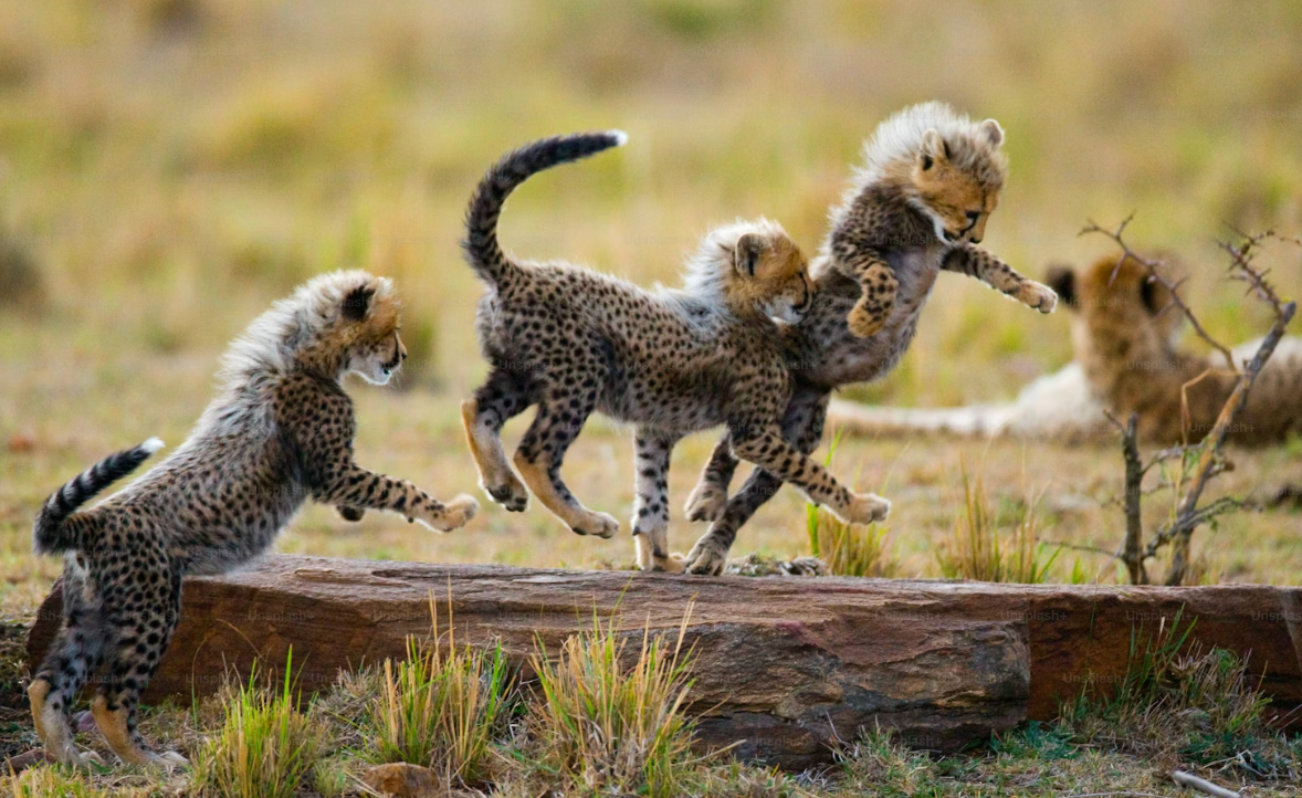 Cheetah hunting