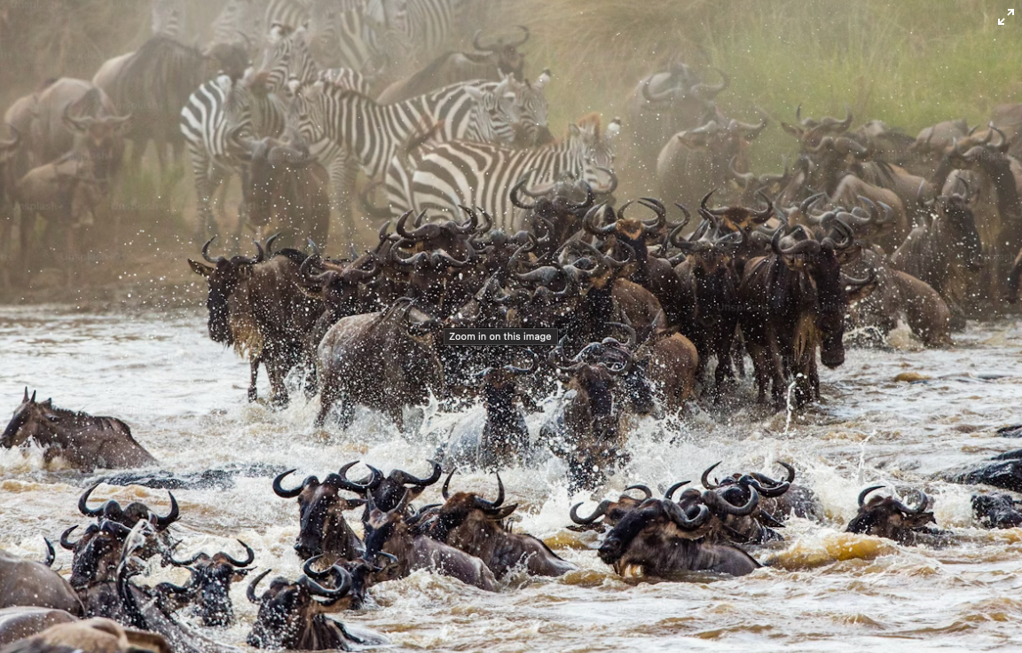Wildebeest migration
