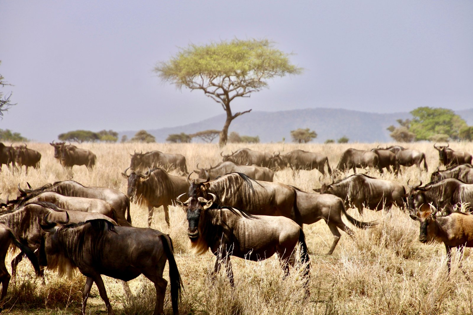 Luxury Migration Safari