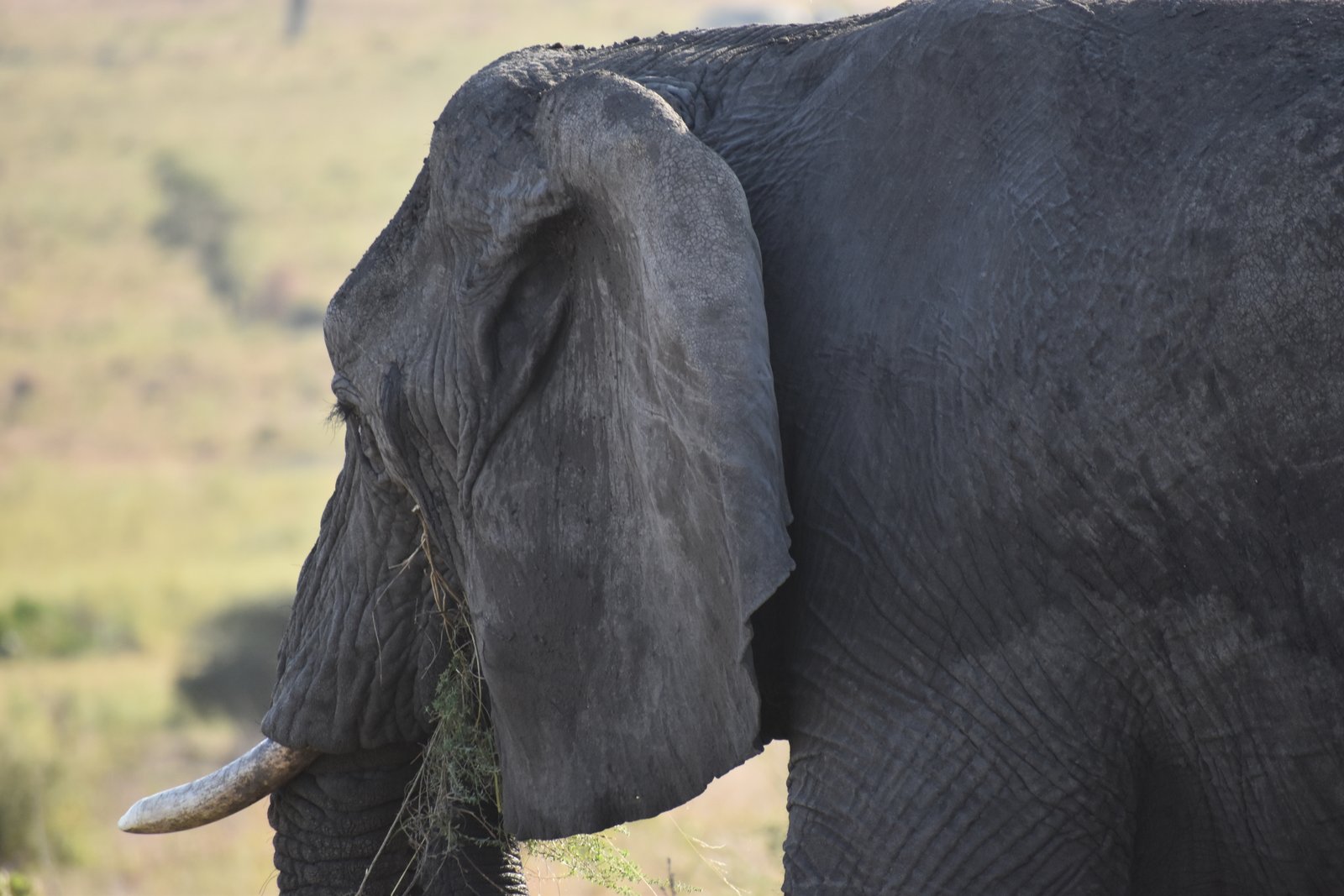 Tarangire National Park